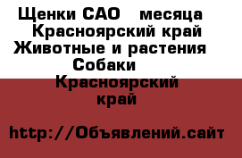 Щенки САО 2 месяца - Красноярский край Животные и растения » Собаки   . Красноярский край